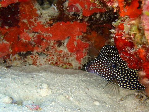 Whitespotted Boxfish Resting on Coral Reef