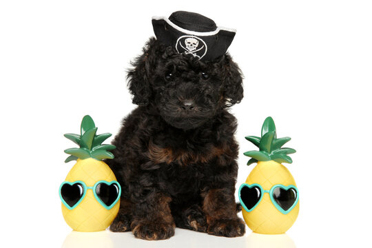 Toy poodle puppy wearing pirate hat with pineapple toys