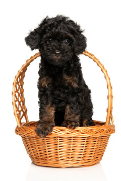 Tiny phantom toy poodle puppy sitting inside wicker basket