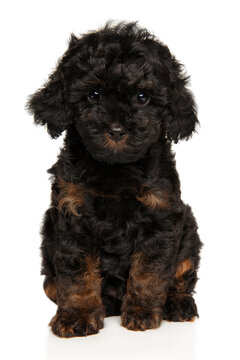 Two month old phantom toy poodle puppy sitting forward