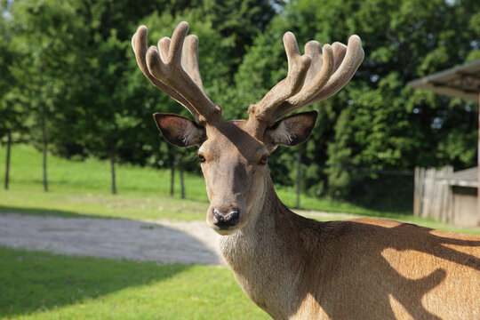 Young male deer with velvet antlers standing in outdoor area