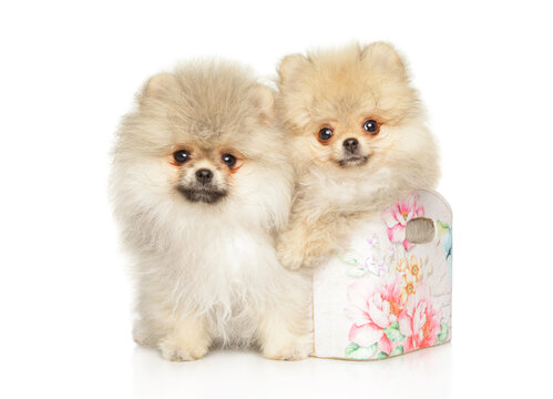 Two fluffy pomeranian puppies sitting together in floral box