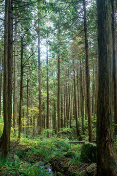 Scenic vertical landscape view of a dense cedar forest with tall straight tree trunks and lush undergrowth in Japan
