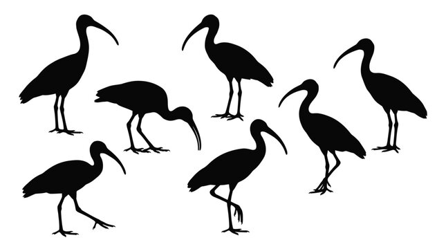 Detailed ibis bird silhouettes collection presented as high quality vector graphic elements for creative nature themed digital design project layouts