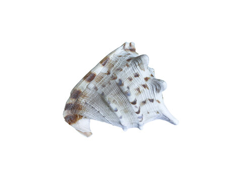 Lambis lambis spider conch seashell for malacology and zoology, a mollusk shell linked to summer beach tourism and travel. Coastal decor, marine specimen, shell collecting, tropical gastropod display.