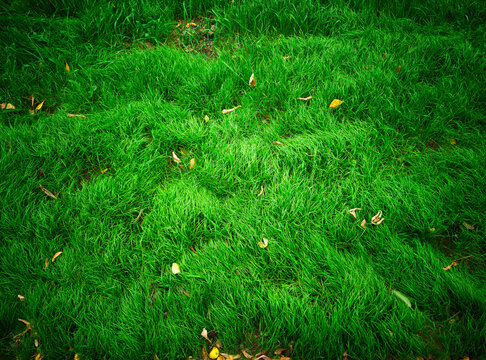 Small amount of autumn leaves on the green lawn backdrop