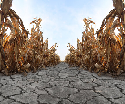  drought Dry corn field with wilted yellow brown leaves cracked land soil blue sky with scattered late harvest season in farm landscape Corn plants with dried leaves during extended drought season