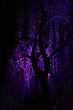Spooky Halloween background with dark tree silhouette and eerie purple light. Creepy willow tree silhouette illuminated in neon violet for Halloween theme. 