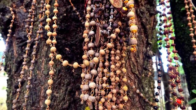 Rudraksha bead chains tied by devotees to a tree in a temple courtyard in Kerala, India