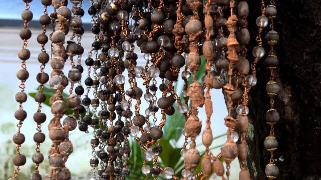 Rudraksha bead chains tied by devotees to a tree in a temple courtyard in Kerala, India