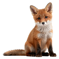 Fototapeta premium Cute red fox cub sitting isolated on transparent background