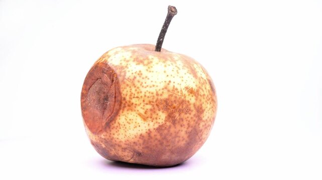 Damaged old pear with large brown rotten spot skin rotating on white