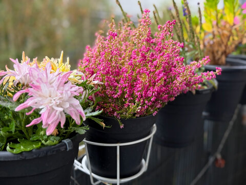 Beautiful blooming vinrant pink Bell Heather Erica cinerea anf Chrysanthemum decorative flowers in flower pot in balcony garden close up