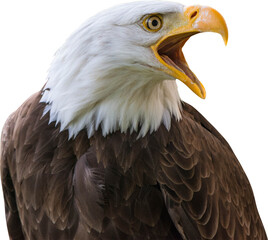 Obraz premium Bald Eagle Isolated On Transparent Background