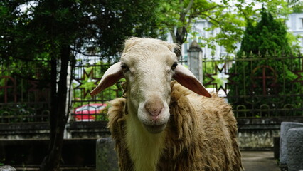 Close Up Portrait of Curious White Sheep Looking at Camera © SorenPham