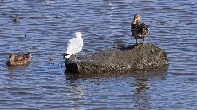 Canard colvert et go&eacute;land &agrave; bec cercl&eacute; au repos, Qu&eacute;bec, Canada