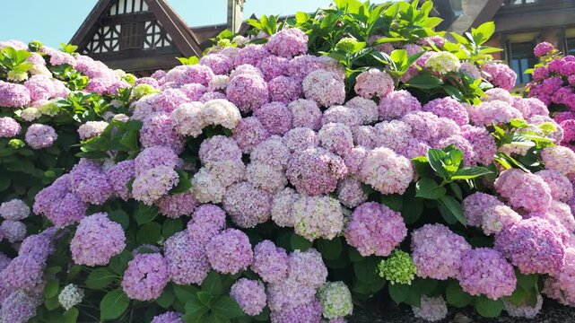 Pink hydrangeas blooming in front of Miramar Palace in San Sebastian, Spain