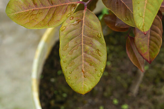 Close-up Shot of Fresh Red Longan Leaves After Rain with Raindrops 