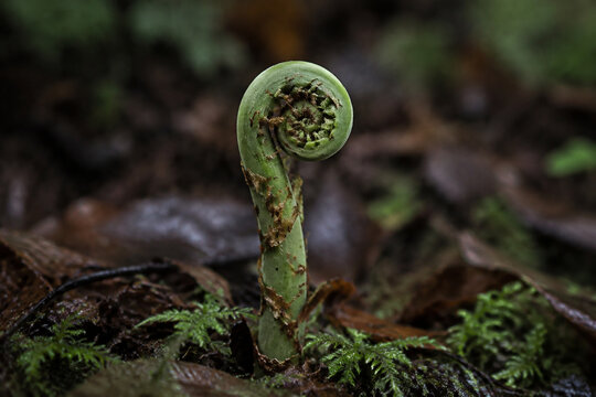 Involute fern fiddlehead in forest moss, growth and nature renewal concept