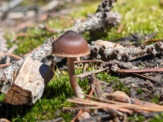 Mushrooms © Eric