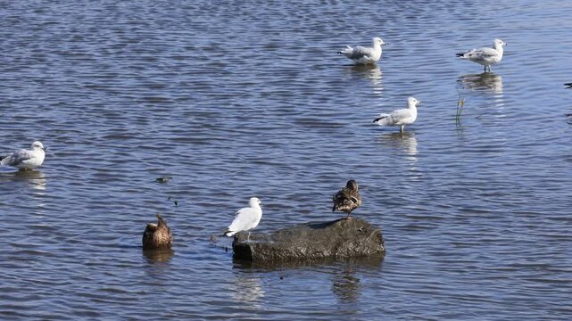Canard colvert et go&eacute;land &agrave; bec cercl&eacute; au repos, Qu&eacute;bec, Canada