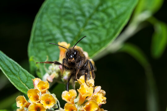 Extreme macro of a fluffy mining bee looking directly at the camera on yellow flowers