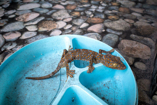 A Tokay Gecko Sitting on Blue Plastic Tray