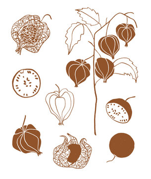 Autumn illustration with branch of physalis plant