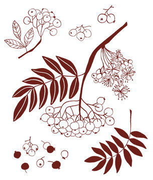 Rowan seasonal vector illustration