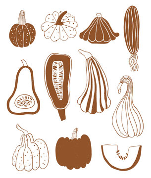 Autumn illustration set with different kind of pumpkins
