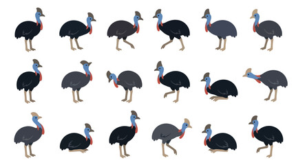 Fototapeta premium Set of various cassowary bird illustrations in different poses isolated on white background.