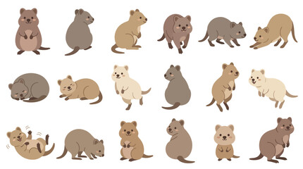 Obraz premium Set of cute quokka characters in various poses and activities isolated on white background.