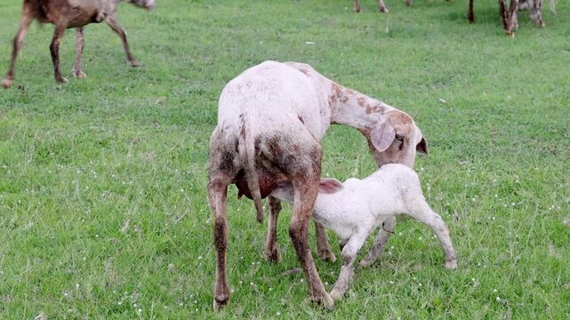 Baby lamb suckling mother ewe udder in countryside grass field. Agricultural livestock farming, newborn animal, and rural nature scene.