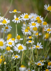 Fototapeta premium Close-up of small chamomile flower bushes. Pharmaceutical chamomile flowers growing in nature. Medicinal plant