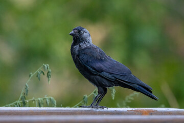 Fototapeta premium A close-up of an adult western jackdaw (Coloeus monedula) standing on a rail, side view to the camera lens against a blurred green background with copy space. Wildlife photography.