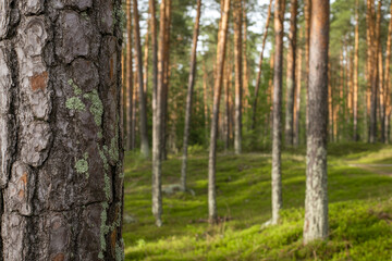 Fototapeta premium Pine Tree Bark Texture Close Up in Sunlit Forest Landscape