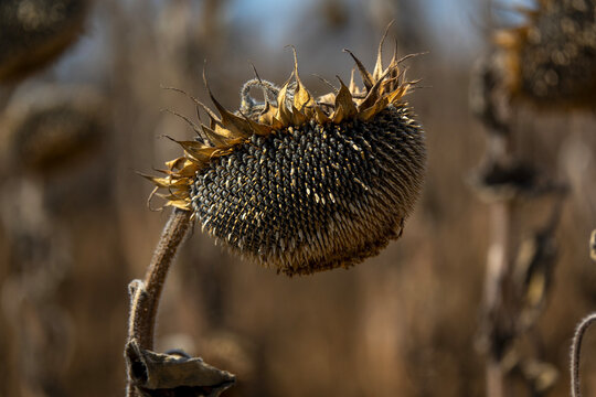 Close-up of a single dried sunflower head with visible seeds, Gers, Saint Georges, France