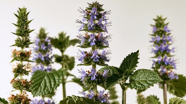 Close-up of delicate purple flowering stems of Agastache, also known as hummingbird mint, against a clean white background.
