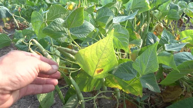 Close-up of farmer hand harvesting fresh green string beans from plant in outdoor garden