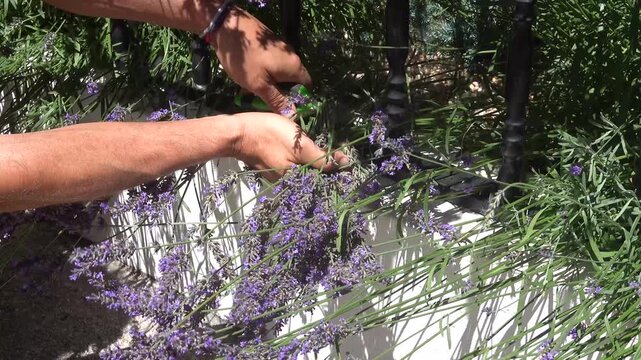 Close-up of man hands harvesting fresh purple lavender flowers with pruners in home garden