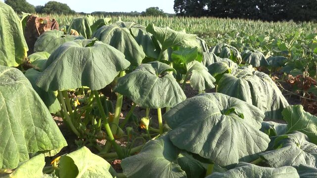 Static shot of large cucurbit leaves wilted and drooping due to heat stress in an agricultural field