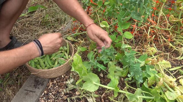 Static view of gardener hands picking fresh green pea pods into a wicker basket in vegetable patch