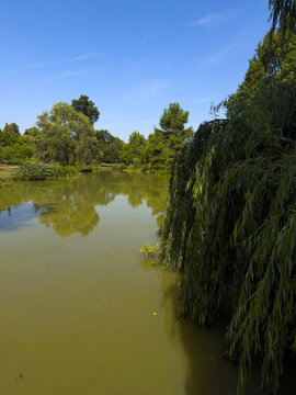 Weeping willow branches trailing over a still garden pond reflecting the trees, Gers, La Romieu, France