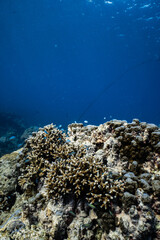 Small damselfish swimming around staghorn coral reef in deep blue ocean. © PIPE DIVE UNDERWATER
