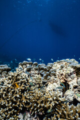 Small damselfish swimming around staghorn coral reef in deep blue ocean. © PIPE DIVE UNDERWATER