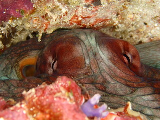 Close Up Portrait of Octopus Resting Under Coral Reef © Andrea