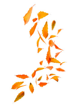 Falling yellow and orange autumn leaves swirl isolated on transparent background