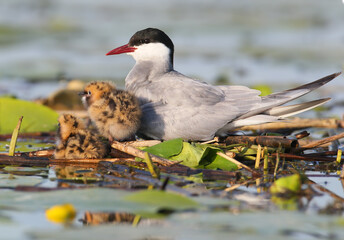 Whiskered Tern (Chlidonias hybrida) resting on a floating nest beside two chicks, one nestled under its wing. © VOLODYMYR KUCHERENKO
