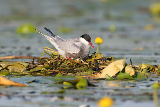 Whiskered Tern (Chlidonias hybrida) brooding on a floating nest made of water lily leaves and vegetation.