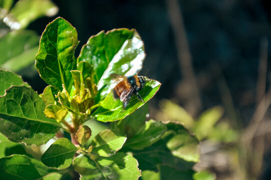 Bumblebee Resting on a Green Leaf in Natural Sunlight